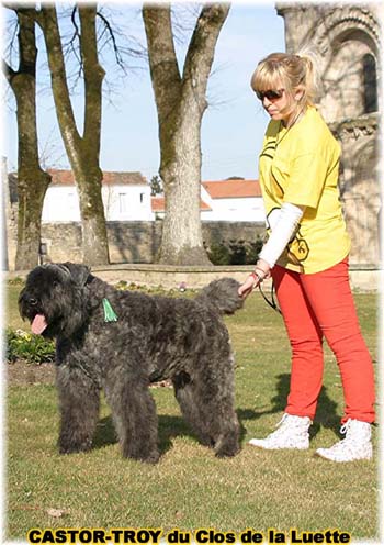 bouvier des flandres du clos de la luette - copyright d&eacute;pos&eacute;